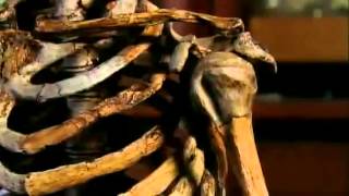 Neanderthals Human Extinction BBC Documentary [upl. by Cordy189]