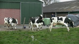 Vrolijke noot in barre tijden  Koeiendans op Melkveebedrijf van Leeuwen  Heenvliet 2020 [upl. by Aramat]