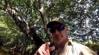 Fly Fishing the Cornwallis River for Brookies and Browns [upl. by Esnofla]