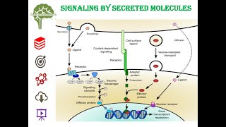 Signaling by Secreted Molecules neet net education cell cellbiology youtube youtubeshorts [upl. by Briney]