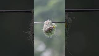 বাবুই পাখির বাসা তৈরি  Weaver bird nest  Baya Weaver making Nest  weaver bird wildlifecamera [upl. by Annavas]