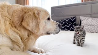 Golden Retriever Meets New Tiny Kitten for the First Time [upl. by Undis]