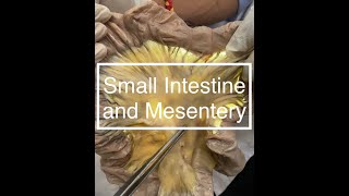 Small Intestine and Mesentery Dissection [upl. by Hcone]