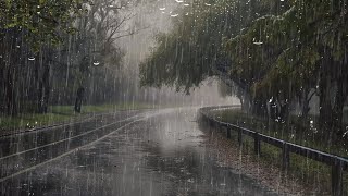 Relajante Sonido de Lluvia en el Hermoso Bosque Elimina todo tu Estrés  Ruido Blanco Para Dormir [upl. by Bradan612]