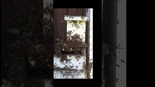 HUGE Swarm of Bees at Hawaii Coffee Farm  Beekeeping in Paradise  Wwoofing in Hawaii [upl. by Filmer]