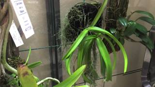 Introduction to my Aerides Orchids [upl. by Delacourt]