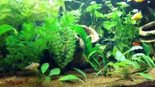 aquarium communautaire platy molly tetra serpae et barbus [upl. by Endo608]