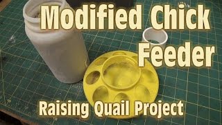 Modified Chicken Chick Feeder for Quail  Raising Coturnix Quail Project [upl. by Drolyag]