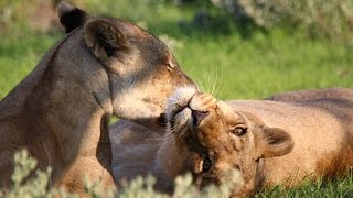 Namibie Etosha Park lions et lionnes [upl. by Timothee]