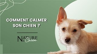 Comment calmer son chien [upl. by Aiel]