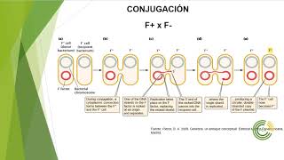 Recombinación en Bacterias Conjugación [upl. by Iver]