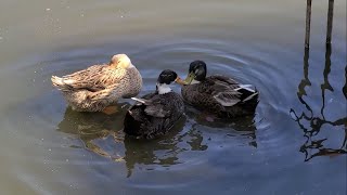 Ducks in Rewalsar Lake  Himachal Pradesh India [upl. by Eintroc]