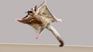 ★TOP 10 Sugar Glider Flights★ [upl. by Odnomra]