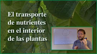 Transporte de nutrientes en las plantas [upl. by Nichole466]