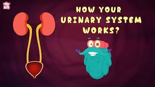 How Your Urinary System Works  The Dr Binocs Show  Best Learning Videos For Kids  Peekaboo Kidz [upl. by Ruttger724]