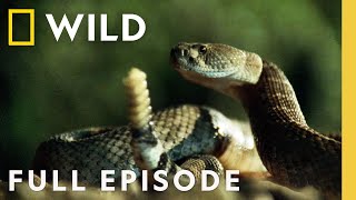 Worlds Most Venomous Snakes Ultimate Faceoff Full Episode  When Predators Attack [upl. by Nnarefinnej]