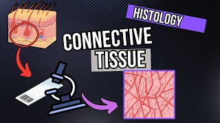 Connective Tissue Under the Microscope Development and Structure [upl. by Lucienne]