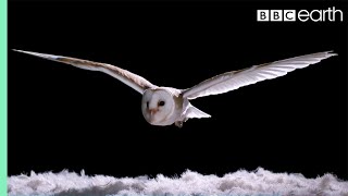 Experiment How Does An Owl Fly So Silently  Super Powered Owls  BBC [upl. by Llenrahs]