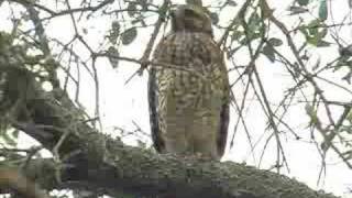 Red Shouldered Hawk Solo [upl. by Ariahaj]