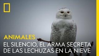 El silencio el arma secreta de las lechuzas en la nieve  NATIONAL GEOGRAPHIC ESPAÑA [upl. by Ahtebat374]