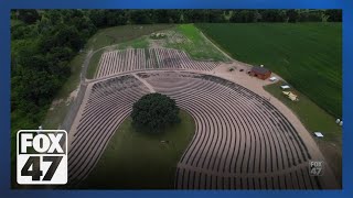 Pick your own lavender Ocimeae Lavender Farm hosts UPick Festival [upl. by Julee]