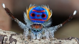 Peacock Spider 7 Maratus speciosus [upl. by Massimiliano50]