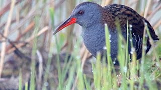 Water Rail birds in summer [upl. by Tollmann41]