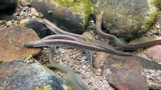 Brook lampreys nestbuildingspawning April 2016 [upl. by Ainaled]