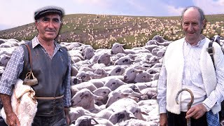 PASTOREO DE OVEJAS con dos veteranos pastores TRASHUMANTES Un duro oficio con SIGLOS DE TRADICIÓN [upl. by Annait85]