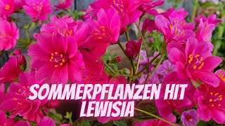 LEWISIA  Die pflegeleichte Sommerpflanze  Der Blumenmnn erklärt dir eine tolle Sommer Pflanze [upl. by Dickenson]