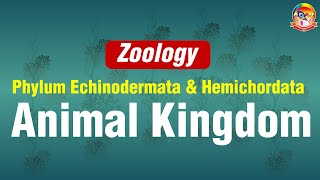 Phylum Echinodermata amp Hemichordata  AnimalKingdom  Zoology  LIVE  Sri Chaitanya Gosala [upl. by Enillebyam]