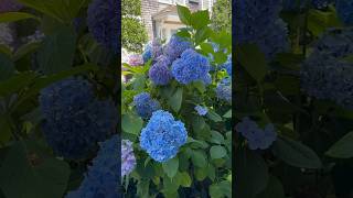 S183 Beautiful hydrangeas hydrangea garden [upl. by Alyhs]