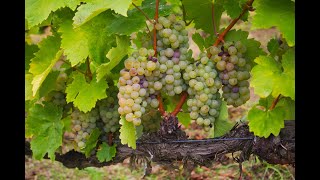 Exploring Furmint a white grape variety from Hungary [upl. by Neerhtak]