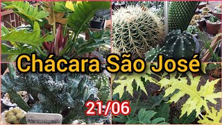 TOUR EM CHÁCARA SÃO JOSÉ alocasiasfilodendronsaglaonemassuculentasecactos [upl. by Johnsten]