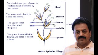 First Year  Chapter 9  Kingdom Plantae  Part 24  Family Poaceae  Grass family [upl. by Brandie]