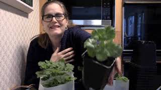 Up Potting Two Month Old Geranium Seedlings [upl. by Einner]