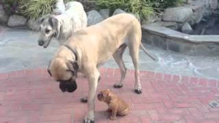 Wolfhound Mastiff and Bulldog Puppy [upl. by Kathie734]