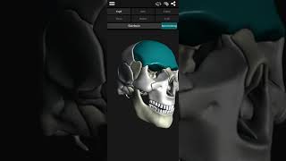 Osseous System 3D Anatomie für Android quotDEquot [upl. by Benia467]