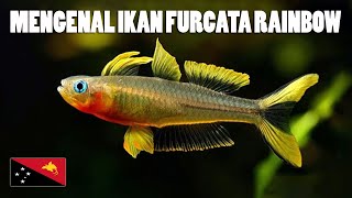 Royaje Aquascape Mengenal Ikan Furcata Rainbow [upl. by Eanrahc687]