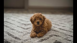 Picking up my 8 week old Toy Poodle Belle [upl. by Hsetim]