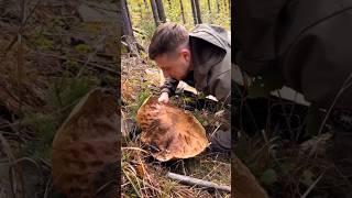 Beautiful mushrooms from Eastern Europe funghi porcini boletus grzyby гриби [upl. by Cohette]