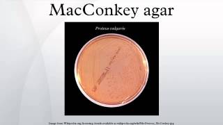 MacConkey agar [upl. by Sezen308]