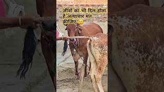 सुनहरी ने लिया बदला 😱😱 all world top video 😲 trending shorts shortvideo youtubeshorts subscribe [upl. by Sirehc]