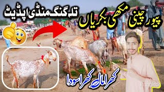 beautiful makkhi chini bakriyan rates update Talagang Mandi [upl. by Gardel]