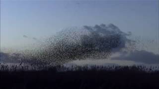 Starling Murmurations [upl. by Laeahcim919]