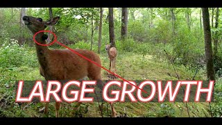 GROWTH on Deer Baseball Size WOSPORTS Trail Camera [upl. by Notreb]