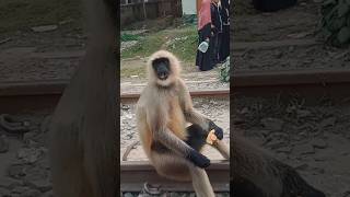 হনুমান attack animals funnyanimal hanuman shorts [upl. by Belding]