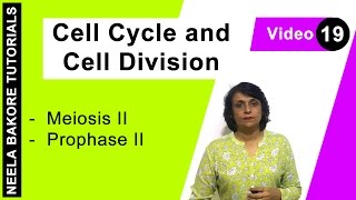 Cell Cycle amp Cell Division  NEET  Meiosis II  Prophase II  Neela Bakore Tutorials [upl. by Neitsirhc]