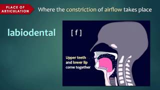 Introduction to Articulatory Phonetics Consonants [upl. by Ayrb]