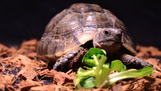 Portrait de la Testudo graeca tortue mauresque [upl. by Clarise]